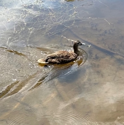 Anas superciliosa (Pacific Black Duck) at Paddys River, ACT - 12 Dec 2023 by lbradley