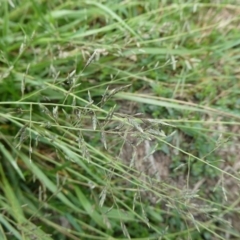 Eragrostis brownii (Common Love Grass) at QPRC LGA - 11 Dec 2023 by arjay