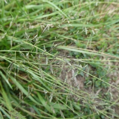 Eragrostis brownii (Common Love Grass) at Mongarlowe River - 11 Dec 2023 by arjay