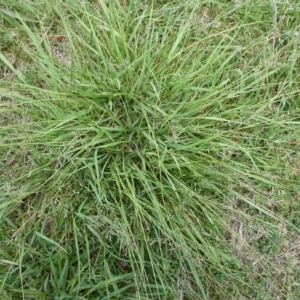 Eragrostis brownii at QPRC LGA - suppressed