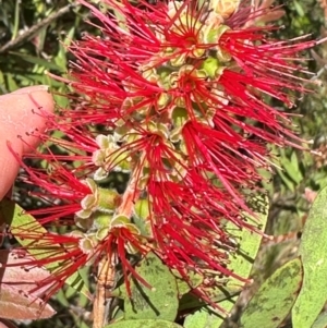 Melaleuca citrina at Tidbinbilla Nature Reserve - 12 Dec 2023