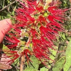 Callistemon citrinus (Crimson Bottlebrush) at Tidbinbilla Nature Reserve - 12 Dec 2023 by lbradley