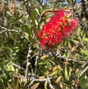 Callistemon citrinus at Paddys River, ACT - 12 Dec 2023 11:01 AM