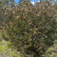 Melaleuca citrina at Tidbinbilla Nature Reserve - 12 Dec 2023