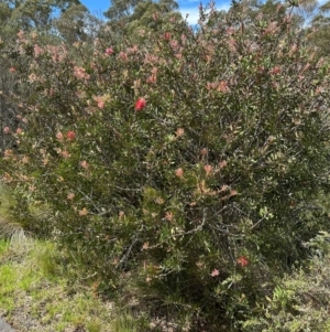 Melaleuca citrina at Paddys River, ACT - 12 Dec 2023