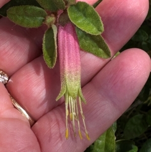 Correa sp. at Paddys River, ACT - 12 Dec 2023 11:00 AM