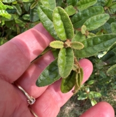 Correa sp. at Paddys River, ACT - 12 Dec 2023