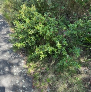 Correa sp. at Paddys River, ACT - 12 Dec 2023