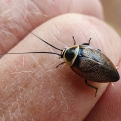 Ellipsidion australe (Austral Ellipsidion cockroach) at Rugosa - 12 Dec 2023 by SenexRugosus