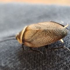 Ellipsidion australe at Rugosa - 12 Dec 2023