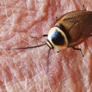 Ellipsidion australe at Rugosa - 12 Dec 2023