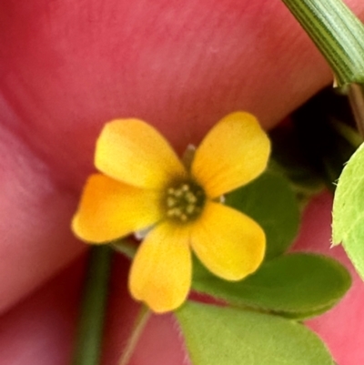 Oxalis sp. (Wood Sorrel) at Tidbinbilla Nature Reserve - 11 Dec 2023 by lbradley