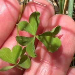 Oxalis sp. at Paddys River, ACT - 12 Dec 2023