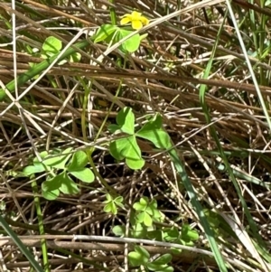 Oxalis sp. at Paddys River, ACT - 12 Dec 2023