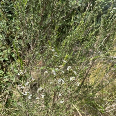 Kunzea ericoides (Burgan) at Paddys River, ACT - 12 Dec 2023 by lbradley