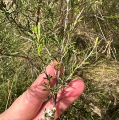 Kunzea ericoides at Tidbinbilla Nature Reserve - 12 Dec 2023