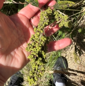 Pomaderris aspera at Paddys River, ACT - 12 Dec 2023 10:56 AM