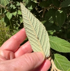 Pomaderris aspera at Paddys River, ACT - 12 Dec 2023 10:56 AM