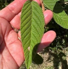 Pomaderris aspera at Paddys River, ACT - 12 Dec 2023 10:56 AM