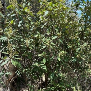 Pomaderris aspera at Tidbinbilla Nature Reserve - 12 Dec 2023