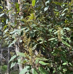 Pomaderris aspera at Tidbinbilla Nature Reserve - 12 Dec 2023