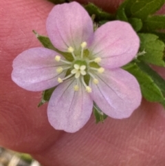 Geranium gardneri at Kambah, ACT - 12 Dec 2023 by lbradley