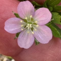 Geranium gardneri at Kambah, ACT - 11 Dec 2023 by lbradley