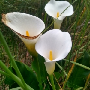 Zantedeschia aethiopica at Franklin, ACT - 12 Dec 2023