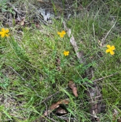 Hypericum gramineum (Small St Johns Wort) at Paddys River, ACT - 11 Dec 2023 by lbradley