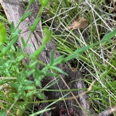 Hypericum gramineum at Kambah, ACT - 12 Dec 2023