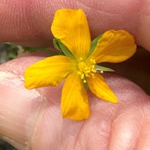 Hypericum gramineum at Kambah, ACT - 12 Dec 2023