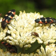 Castiarina sexplagiata (Jewel beetle) at Lower Cotter Catchment - 12 Dec 2023 by JohnBundock