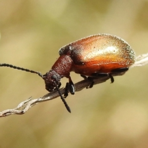 Ecnolagria grandis at Lower Cotter Catchment - 12 Dec 2023 10:03 AM