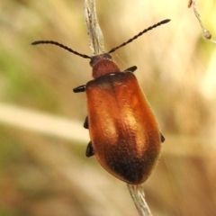 Ecnolagria grandis at Lower Cotter Catchment - 12 Dec 2023 10:03 AM