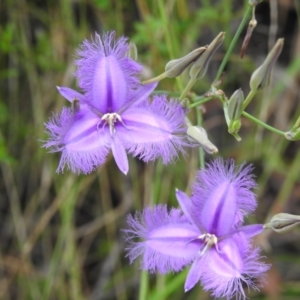 Thysanotus tuberosus subsp. tuberosus at Lower Cotter Catchment - 12 Dec 2023 10:19 AM