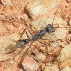 Myrmecia sp. (genus) at Lower Cotter Catchment - 12 Dec 2023