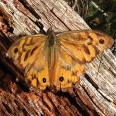 Heteronympha merope (Common Brown Butterfly) at Lower Cotter Catchment - 12 Dec 2023 by JohnBundock