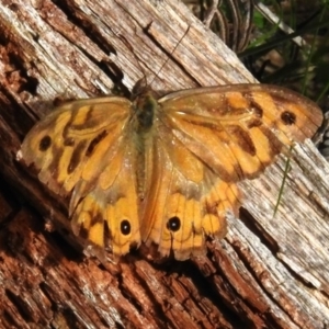 Heteronympha merope at Lower Cotter Catchment - 12 Dec 2023