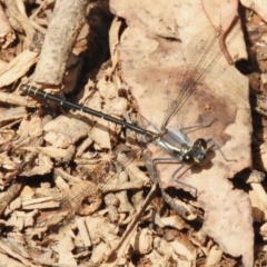 Austroargiolestes calcaris (Powdered Flatwing) at Lower Cotter Catchment - 12 Dec 2023 by JohnBundock