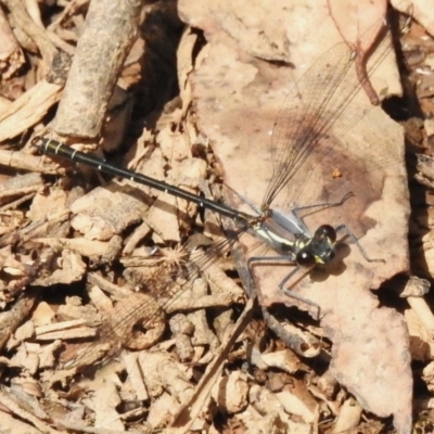 Austroargiolestes calcaris (Powdered Flatwing) at Uriarra Village, ACT - 12 Dec 2023 by JohnBundock