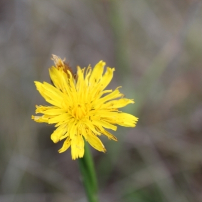 Thysanoptera (order) (Thrips) at Lawson Grasslands (LWG) - 7 Dec 2023 by maura