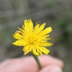 Thysanoptera (order) at Lawson Grasslands (LWG) - 7 Dec 2023