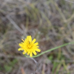 Thysanoptera (order) at Lawson Grasslands (LWG) - 7 Dec 2023