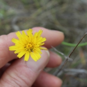 Thysanoptera (order) at Lawson Grasslands (LWG) - 7 Dec 2023