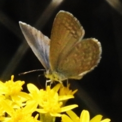 Zizina otis (Common Grass-Blue) at Lower Cotter Catchment - 12 Dec 2023 by JohnBundock