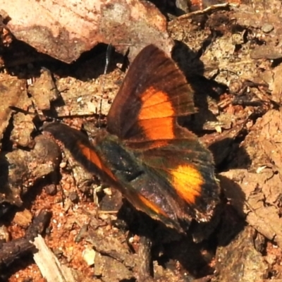 Paralucia aurifera (Bright Copper) at Lower Cotter Catchment - 12 Dec 2023 by JohnBundock