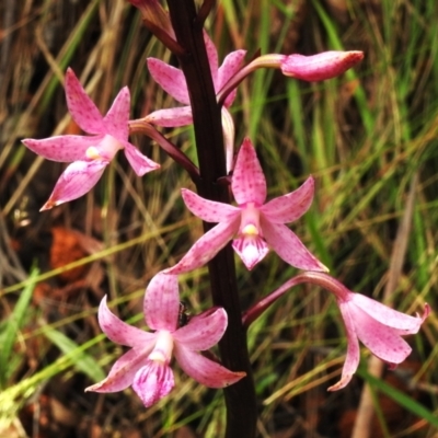 Dipodium roseum (Rosy Hyacinth Orchid) at Lower Cotter Catchment - 12 Dec 2023 by JohnBundock