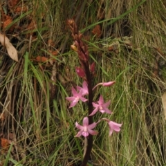 Dipodium roseum at Lower Cotter Catchment - suppressed