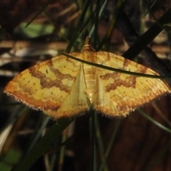Chrysolarentia polyxantha (Yellow Carpet Moth) at Cotter River, ACT - 12 Dec 2023 by JohnBundock