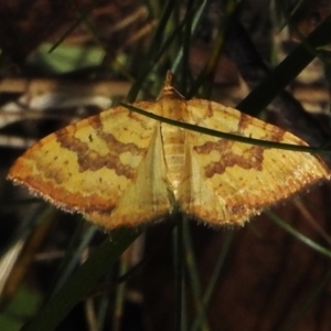 Chrysolarentia polyxantha at Lower Cotter Catchment - 12 Dec 2023